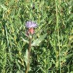 Carthamus caeruleus 葉