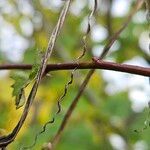 Dioscorea communis Bark