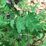 Lathyrus niger Hoja