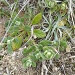 Androsace maxima Fula