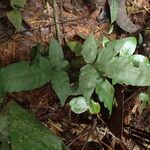 Bolbitis auriculata Leaf