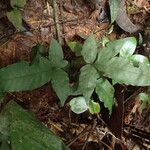 Bolbitis auriculata Blad