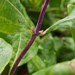 Lonicera periclymenum Bark