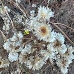 Pseudognaphalium californicum Fiore