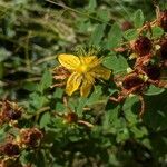 Hypericum maculatumFlower