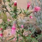 Cirsium arizonicum