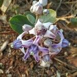 Calotropis gigantea Квітка