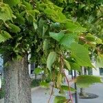 Tilia mongolica 葉