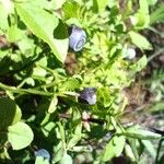 Vaccinium myrtillusFruit