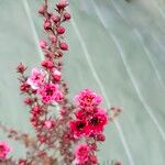 Leptospermum scoparium Kwiat