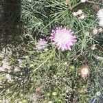 Pycnocomon rutifolium Flor