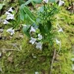 Houstonia purpurea Kwiat