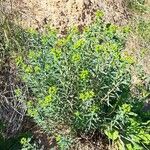 Euphorbia terracina Habit