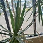 Dracaena reflexa Yaprak