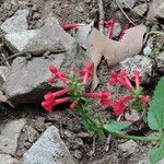 Stachys coccinea Hábitos