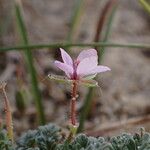 Erodium lebelii Цветок