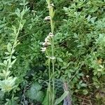 Ophrys apifera Habitat