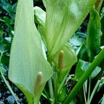 Arum italicum ফুল