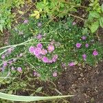 Symphyotrichum novi-belgiiFlower