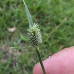 Cyperus sesquiflorus Λουλούδι