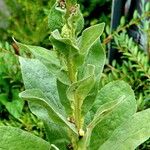 Verbascum thapsus आदत