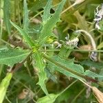 Isotoma axillaris Folha