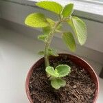 Coleus barbatus Leht