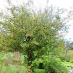 Crataegus chrysocarpa Habitus