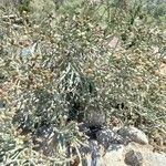 Cylindropuntia kleiniae Leaf