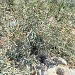 Cylindropuntia kleiniae 葉