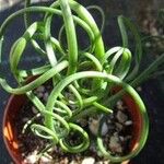 Albuca namaquensis Leaf