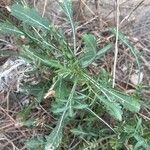 Cephalaria leucantha Leaf