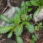 Primula sonchifolia Frunză