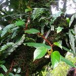 Begonia oxyanthera Hábito