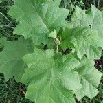 Solanum torvumLeaf