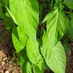 Capsicum chinense Hoja