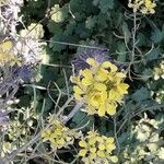 Brassica rapa Flower