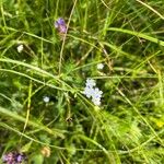 Myosotis scorpioidesFlower