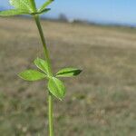 Galium palustre Hoja