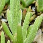 Delosperma cooperi Blatt