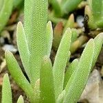 Delosperma cooperi Folha