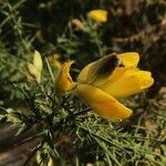 Ulex cantabricus Flor