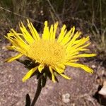 Inula montana Floare