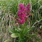 Dactylorhiza sambucinaBlomst