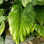 Philodendron giganteum Leaf