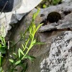 Osyris alba 葉