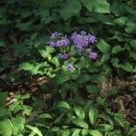 Phlox carolina Habit