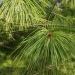 Pinus bhutanica برگ