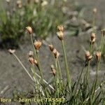 Juncus triglumis عادت داشتن