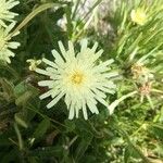 Hieracium berardianum Λουλούδι